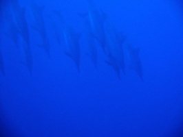 33  Spinner Dolphins IMG 2534